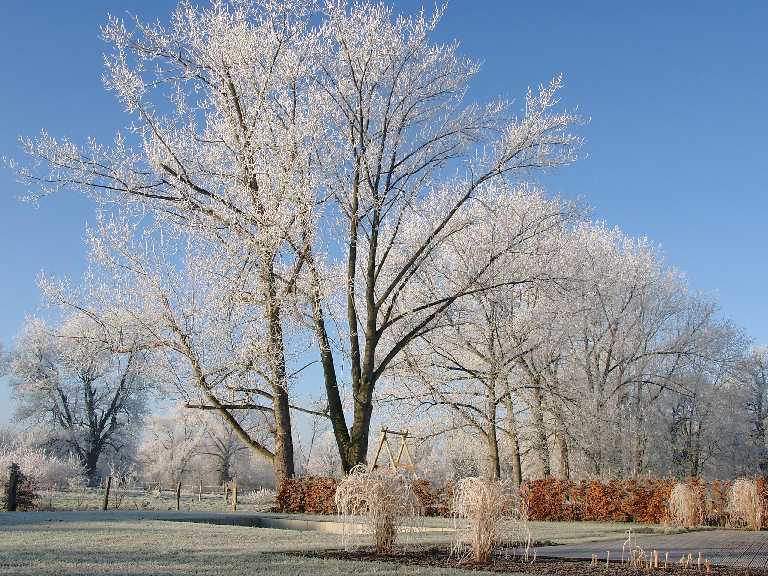 Foto: Winterlandschaft im Garten am 21.12.2007